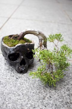 "髑髏盆栽" 一◯展 真柏