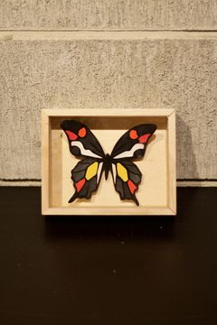 CRAZY Color BUTTERFLY  001