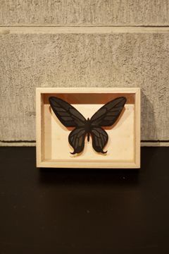 CRAZY Color BUTTERFLY  005  ※ALL BLACK