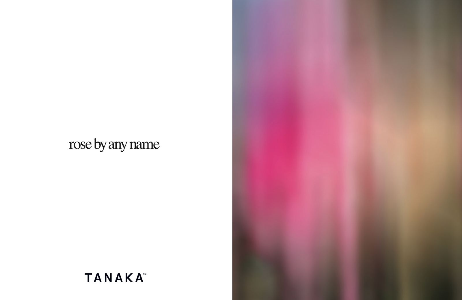 TANAKA 2025ss  𝒓𝒐𝒔𝒆 𝒃𝒚 𝒂𝒏𝒚 𝒏𝒂𝒎𝒆
