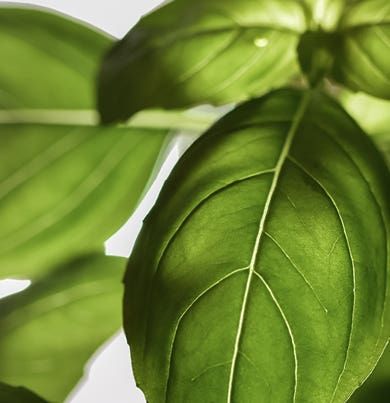 ACQUA〈アクア〉 500ml