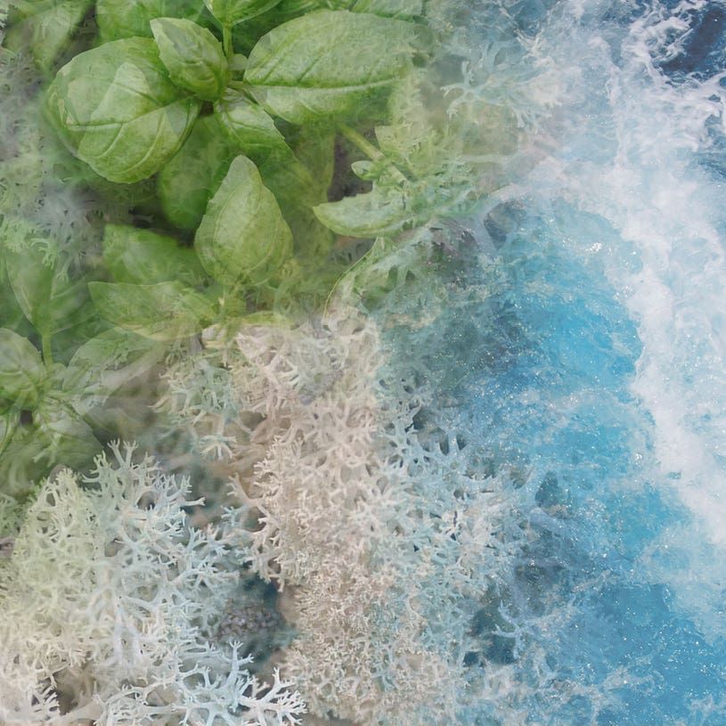 Acqua 500ml Refill complimentary Sticks 〈アクア〉500ml