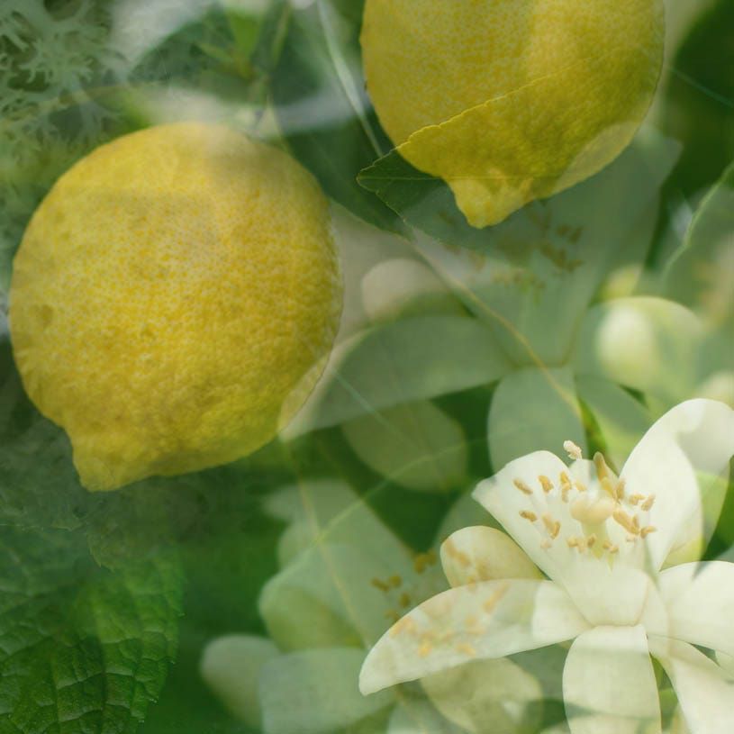 ARIA〈アリア〉 500ml