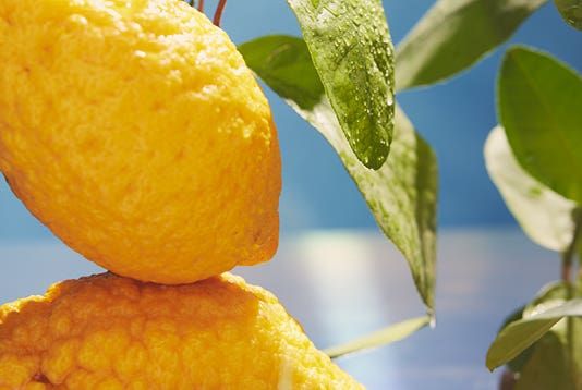 Limone Cedrato 〈リモーネ チェドラート〉 500ml