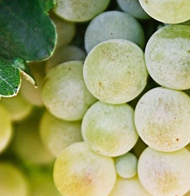 Bellini 〈べリー二〉 250ml