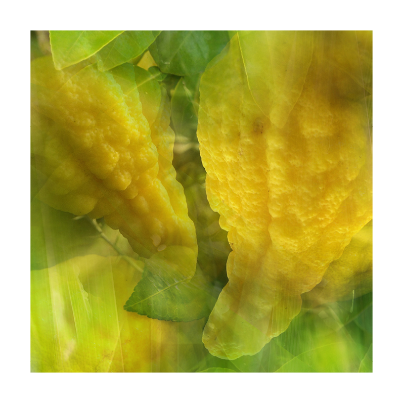 Limone Cedrato 〈リモーネ チェドラート〉 500ml