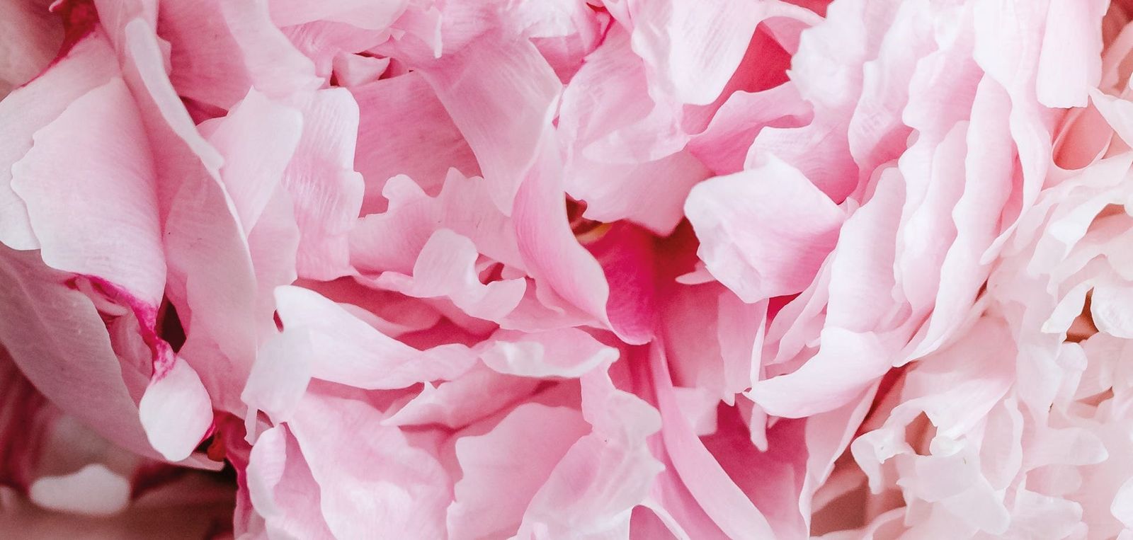 Peonia Black Jasmine 〈ペオニア ブラック ジャスミン〉 250ml