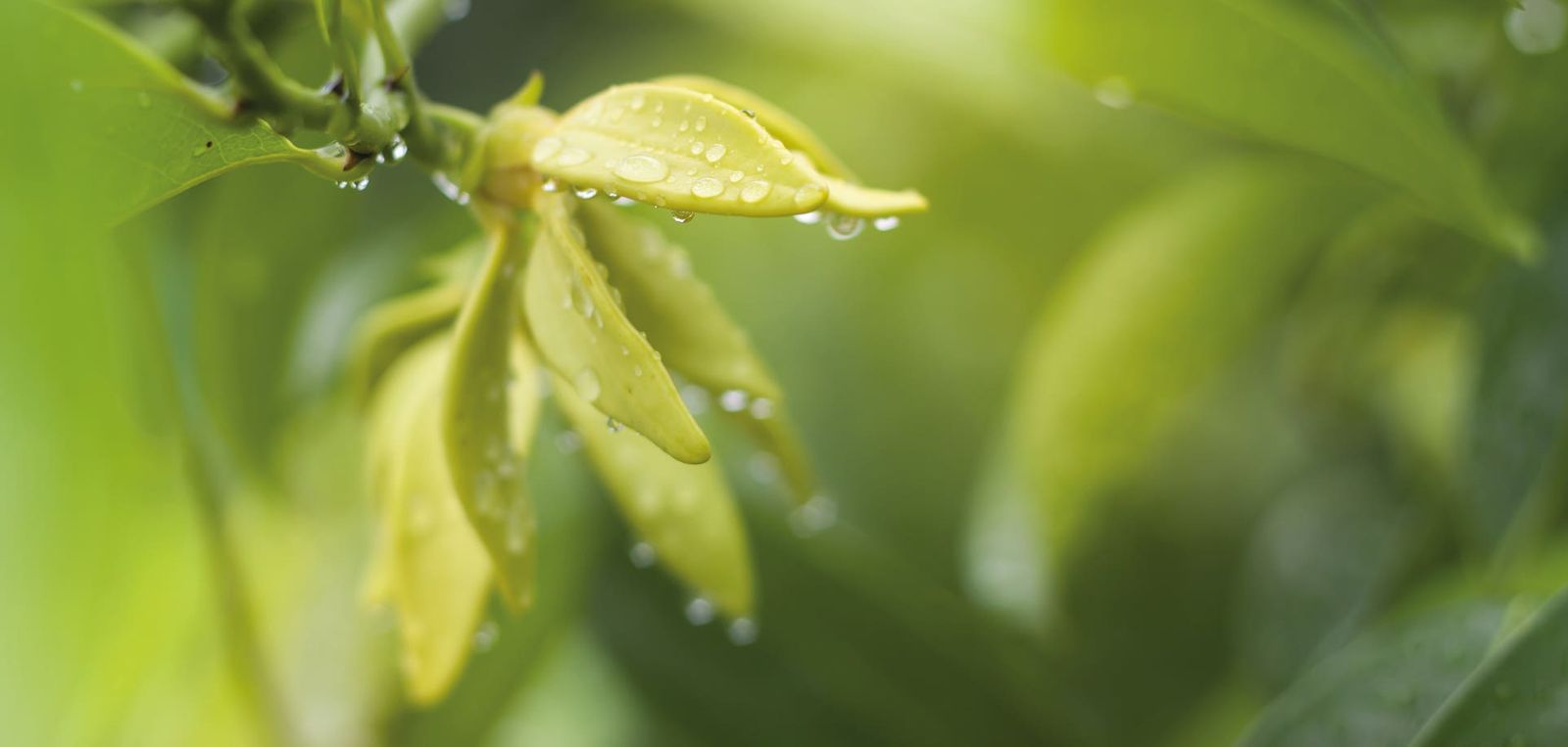 Green Flowers 〈グリーン フラワーズ〉 500ml