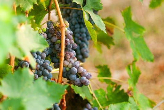 ROSSO NOBILE〈ロッソ ノービレ〉 デキャンタセット / 750ml