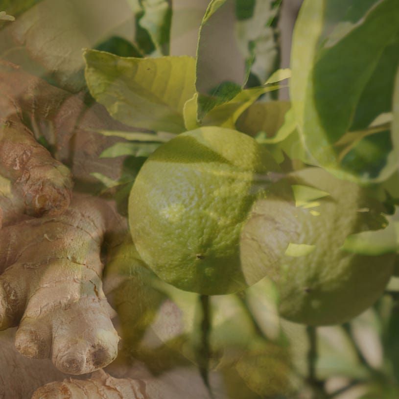 GINGER&LIME <ジンジャー・ライム> 500ml