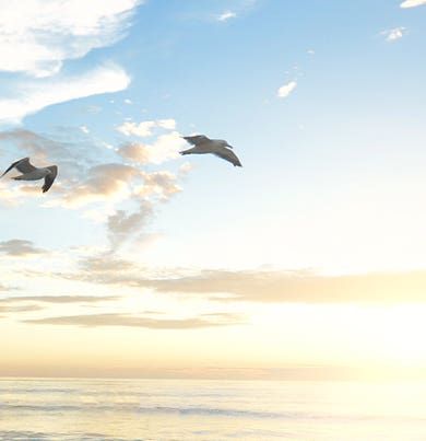 Pompelmo Cassis 〈ポンペルモ・カシス〉 500ml