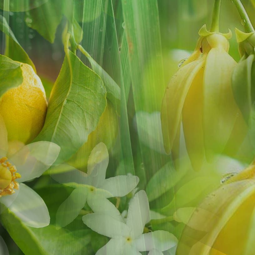 Green Flowers 〈グリーン フラワーズ〉 500ml