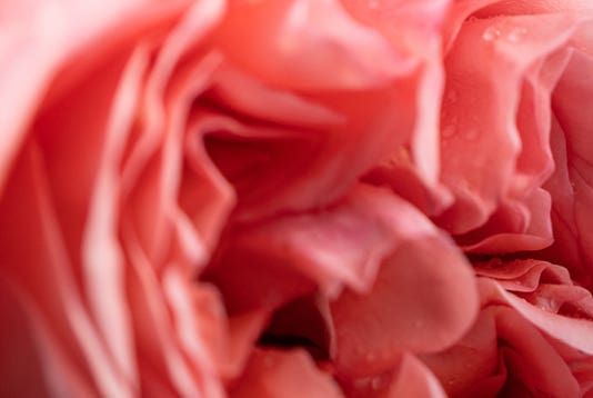 Rosa Tabacco 〈ローザ・タバッコ〉 500ml