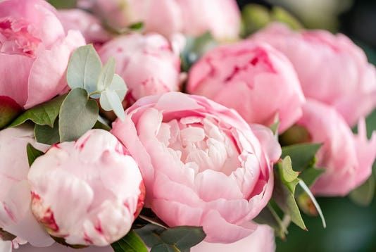 Peonia Black Jasmine 〈ペオニア ブラック ジャスミン〉 250ml