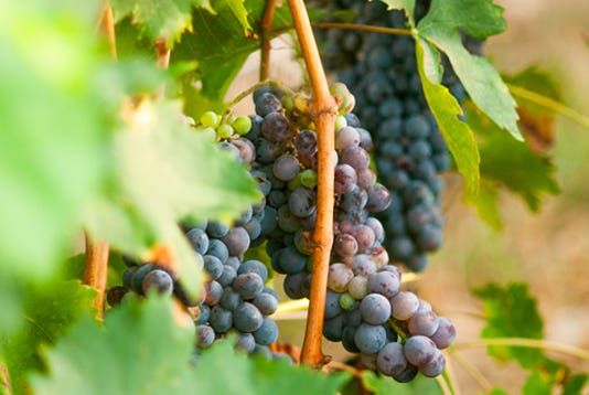 ROSSO NOBILE <ロッソ ノービレ> 500ml