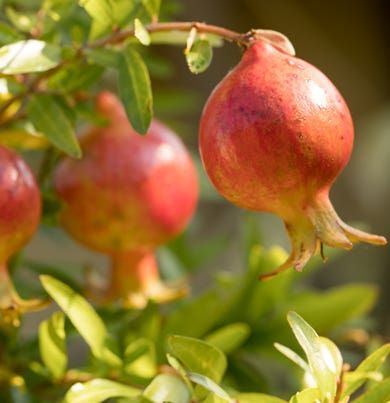 Melograno 〈メログラーノ〉 250ml