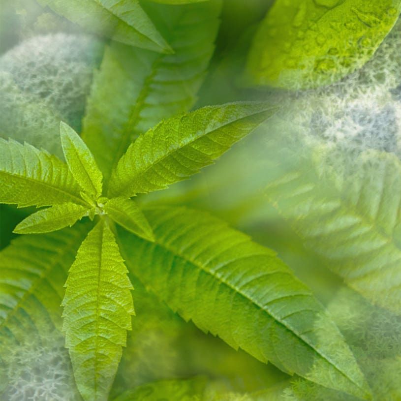 VERBANA〈ヴァルベーナ〉 ハンドソープ