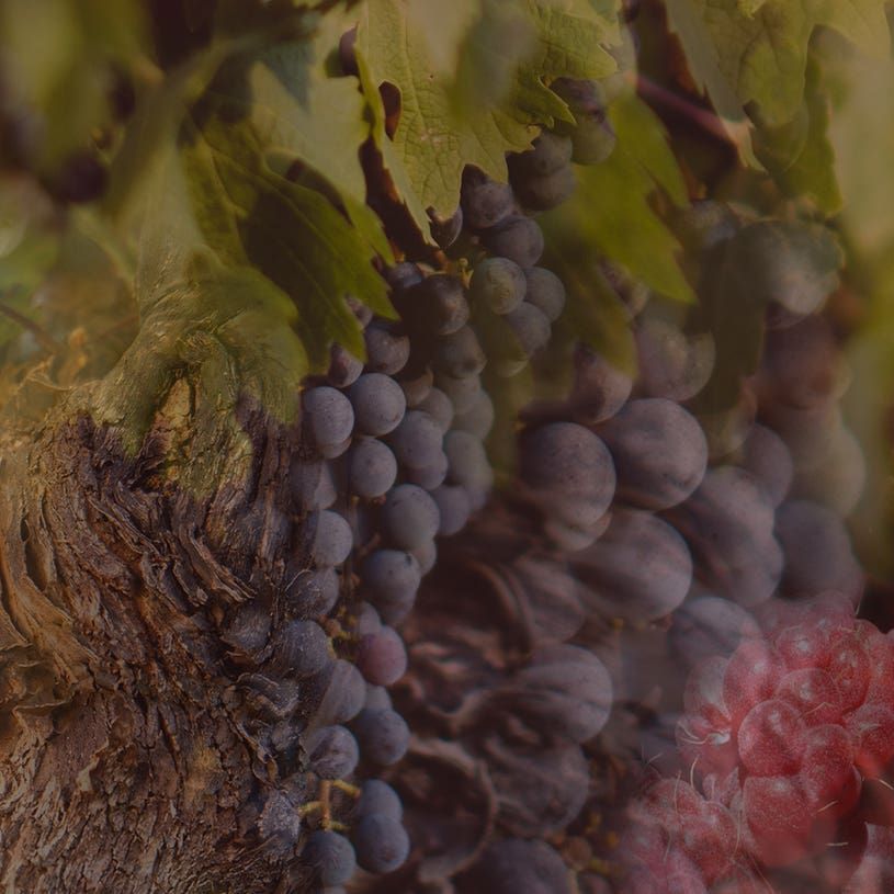 Rosso Nobile 500ml Refill complimentary Sticks 〈ロッソ ノービレ〉