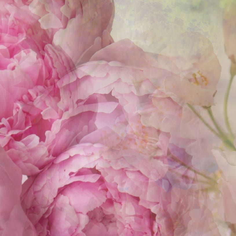 Peonia Black Jasmine 〈ペオニア ブラック ジャスミン〉 250ml