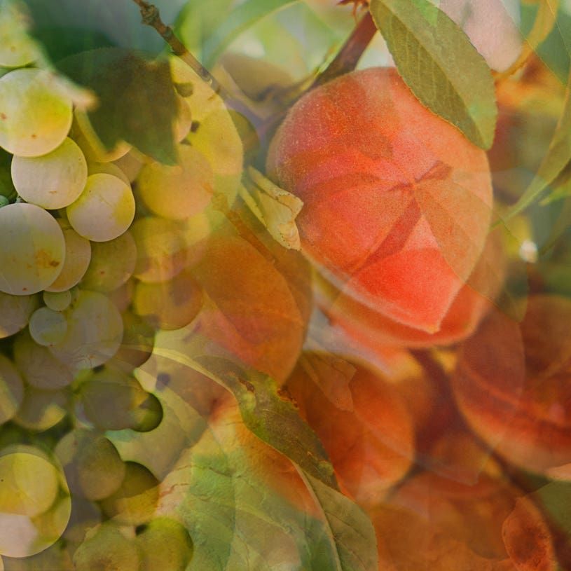 Bellini 〈べリー二〉 250ml