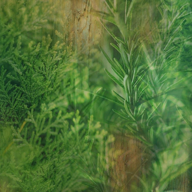 CIPRESSO E ROSMARINO〈チプレッソ・エ・ローズマリーノ〉 ハンドソープ