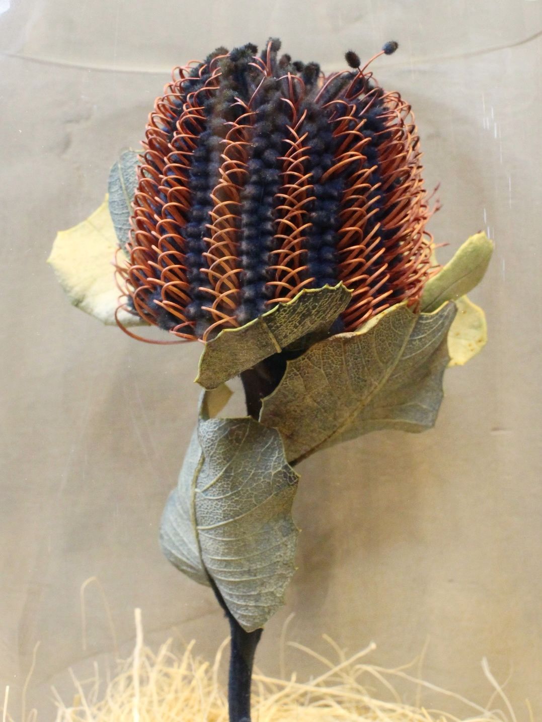 インディゴ染め ドライシリンダー / DRY CYLINDER INDIGO DYE with LID / Banksia Coccinea (バンクシア ココシネア)