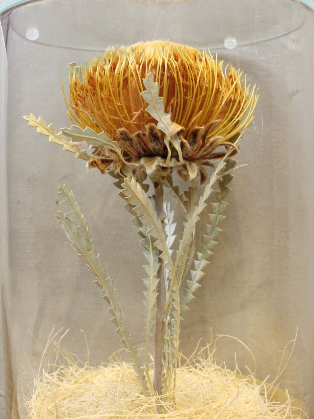 ドライシリンダー / DRY CYLINDER with LID / Dryandra (ドリアンドラ)