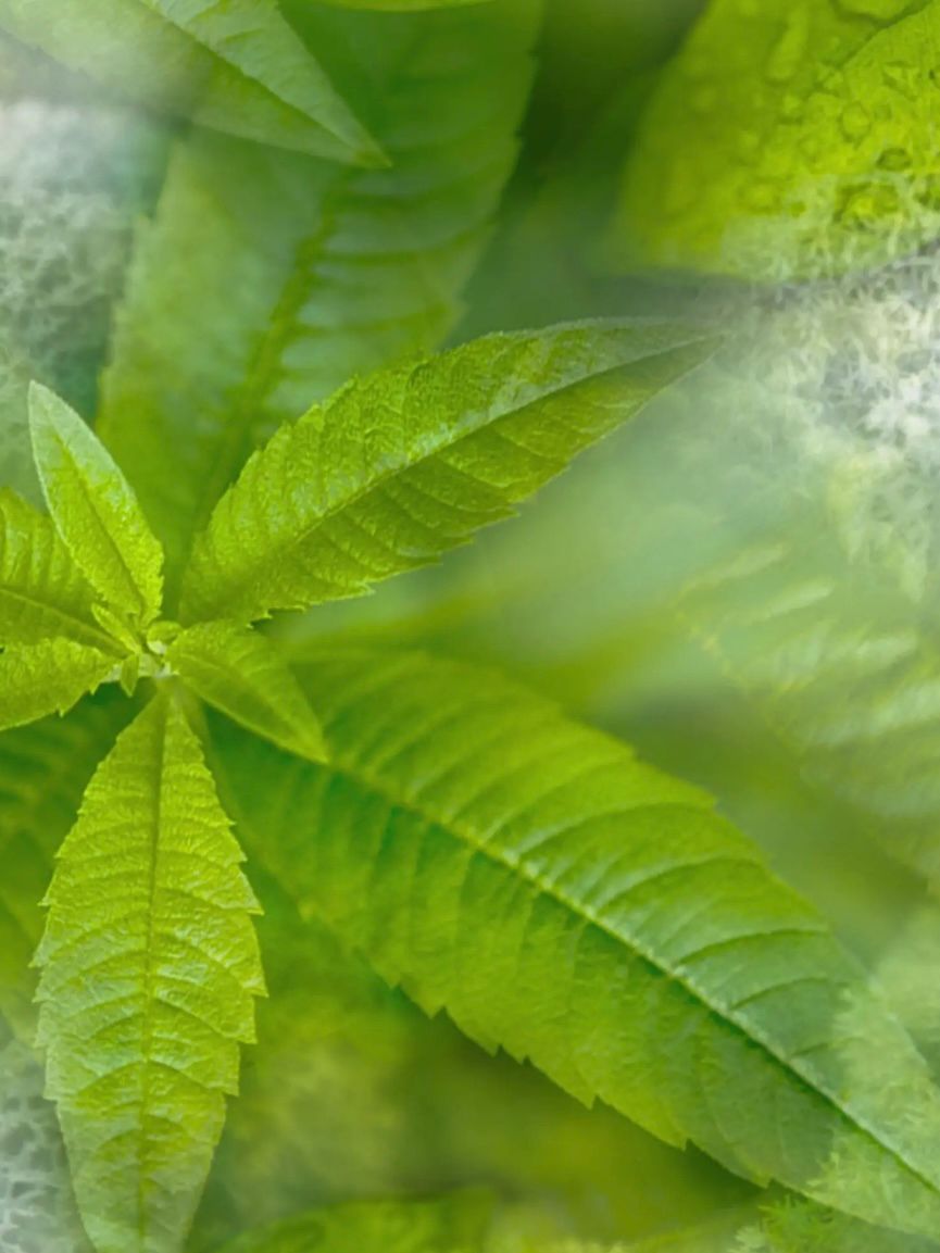 ハンドソープ / HAND SOAP / VERBANA〈ヴァルベーナ〉