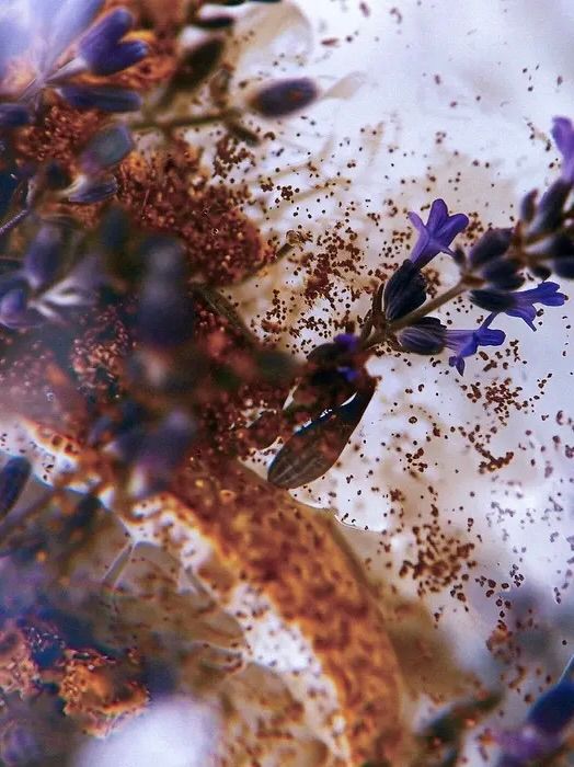 香水 オー ド パルファム / EAU DE PARFUM / CHIAROSCURO <キアロスクーロ>