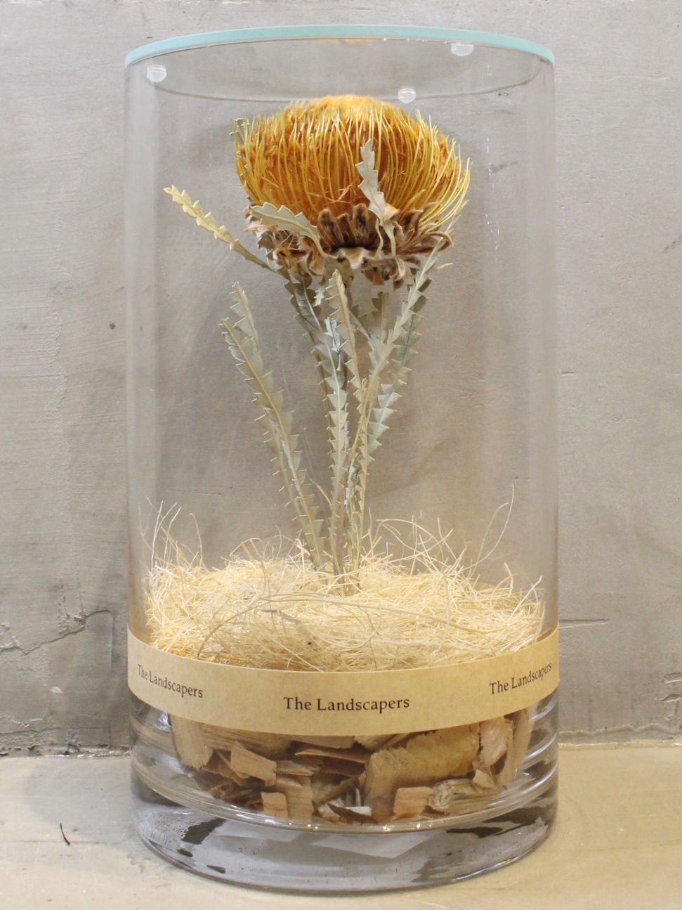 ドライシリンダー / DRY CYLINDER with LID / Dryandra (ドリアンドラ)