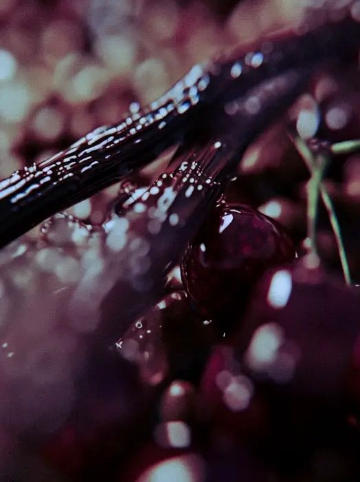 香水 オー ド パルファム / EAU DE PARFUM / NOTTETEMPO <ノッテテンポ>