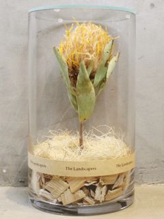 ドライシリンダー / DRY CYLINDER with LID / Pincushion Veldfire (ピンクッション ヴェルドファイヤー)