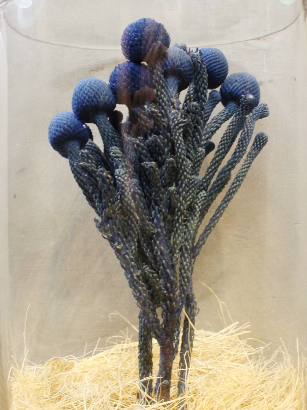 インディゴ染め ドライシリンダー / DRY CYLINDER INDIGO DYE with LID / Brunia (ブルニア)