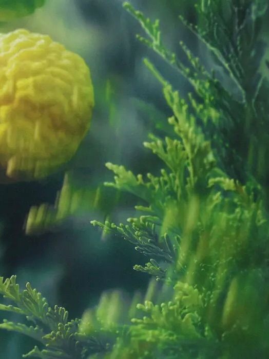 香水 オー ド パルファム / EAU DE PARFUM / CAPOGIRO<カポジーロ>