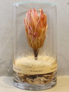 ドライシリンダー / DRY CYLINDER with LID / Protea Repens (プロテア レペンス)