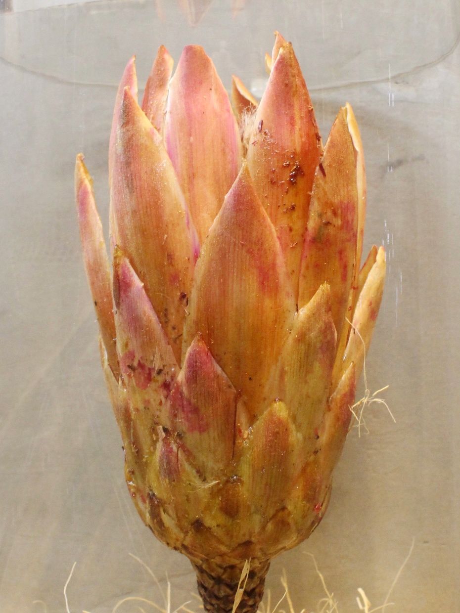 ドライシリンダー / DRY CYLINDER with LID / Protea Repens (プロテア レペンス)