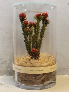 ドライシリンダー / DRY CYLINDER with LID / Tortum Female (トータムフィーメル)