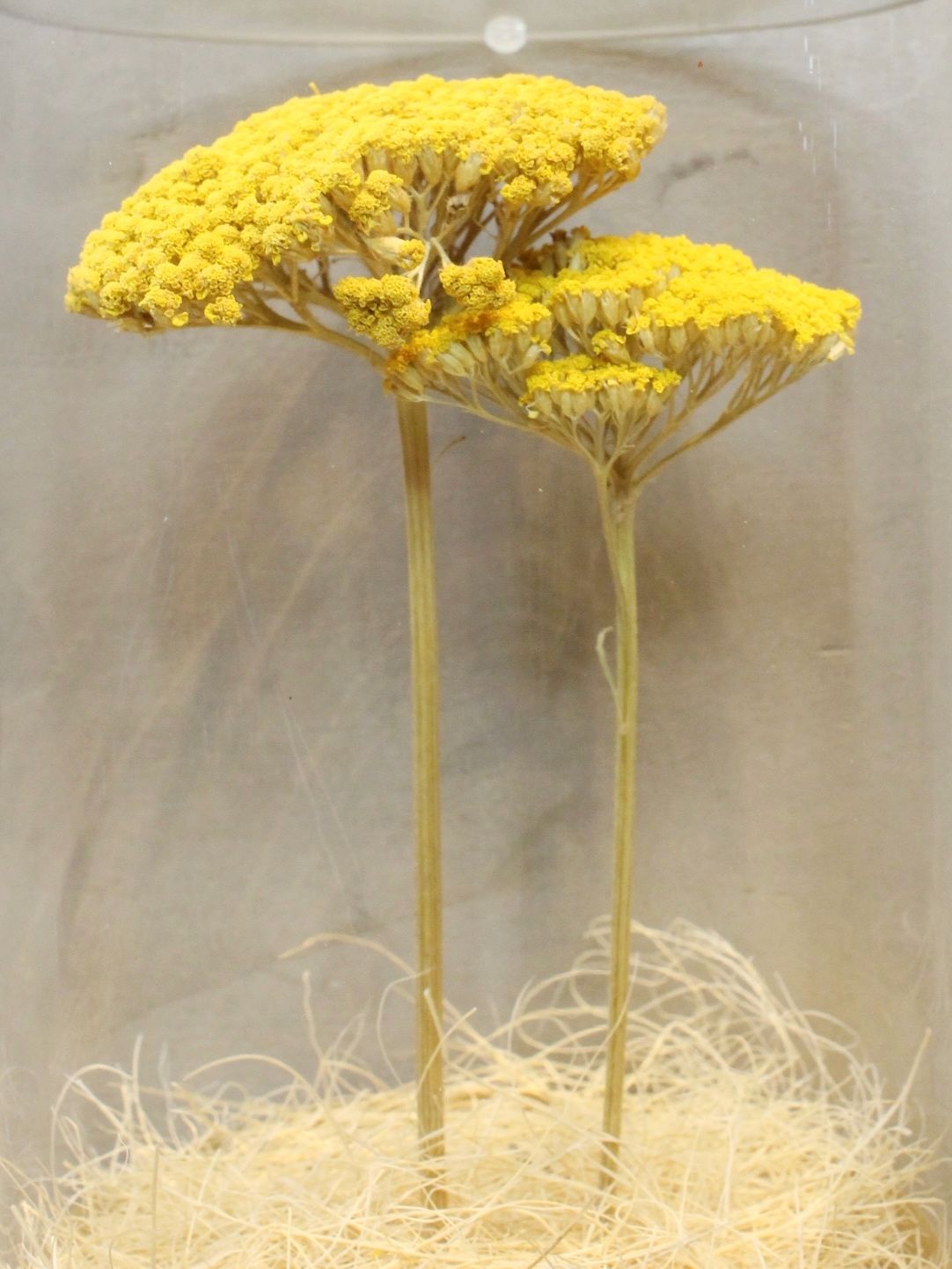 ドライシリンダー / DRY CYLINDER with LID / Achillea (アキレア)
