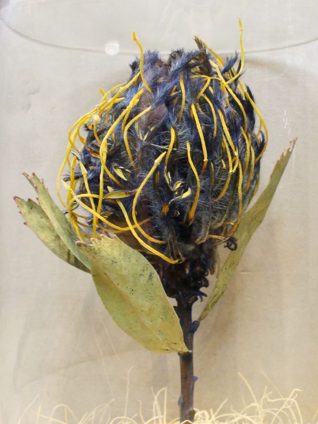 インディゴ染め ドライシリンダー / DRY CYLINDER INDIGO DYE with LID / Pincushion Veldfire (ピンクッション ヴェルドファイヤー)