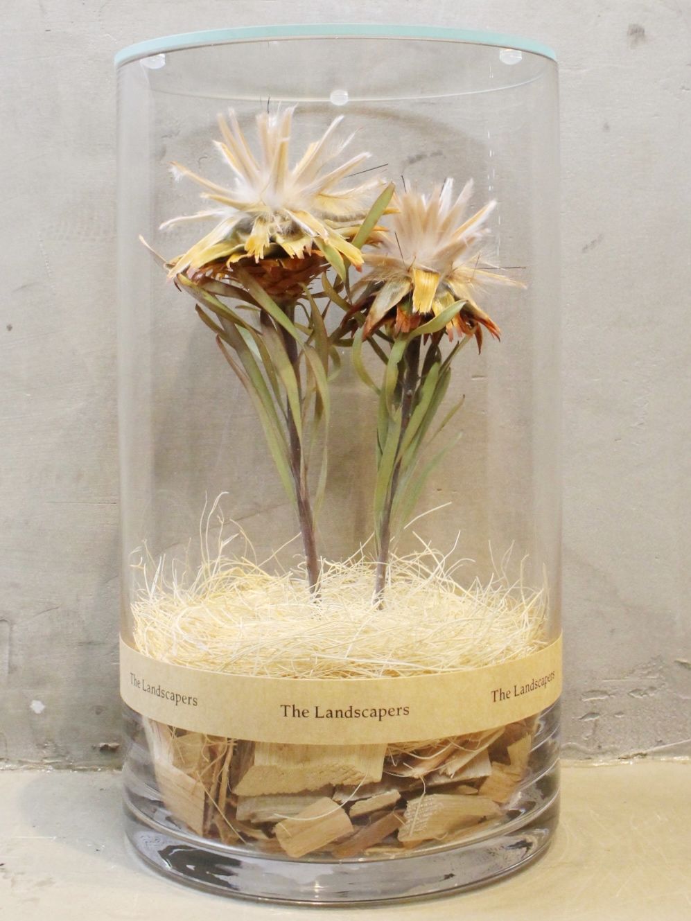 ドライシリンダー / DRY CYLINDER with LID / Plumosum (プルモッサム)
