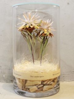 ドライシリンダー / DRY CYLINDER with LID / Plumosum (プルモッサム)
