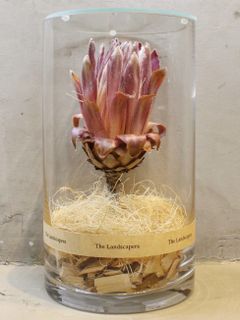ドライシリンダー / DRY CYLINDER with LID / Protea Pink Ice (プロティア ピンク アイス)