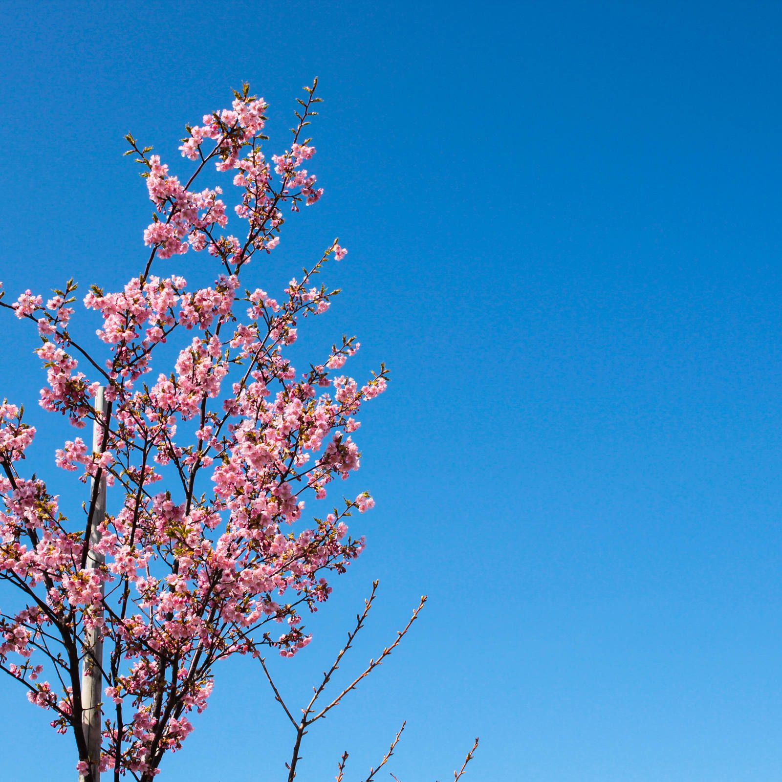 梅は咲いたか 桜はまだかいな ~2018/03/24 晴れ~