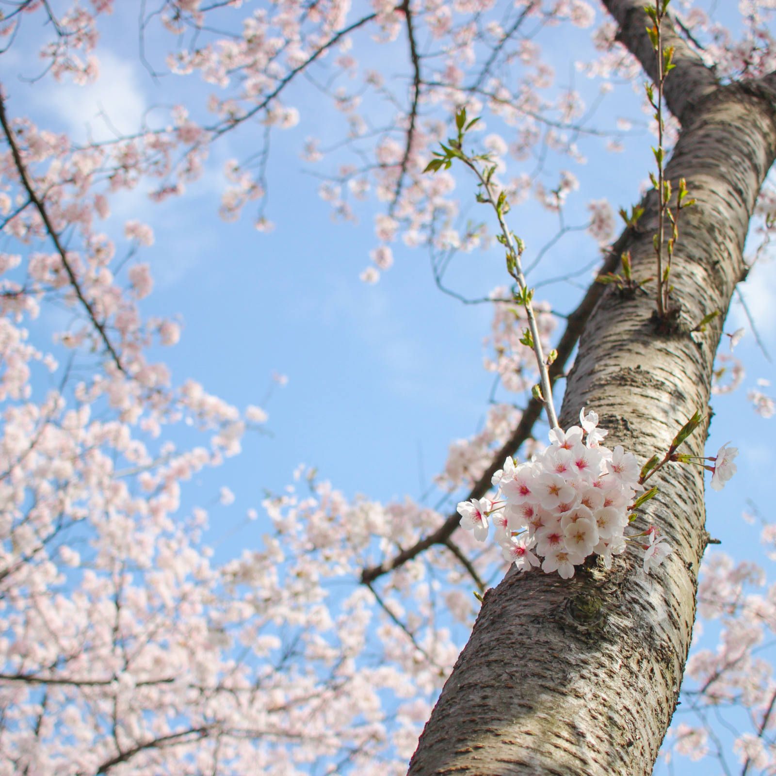花見散歩 ~2018/04/04 晴れ~