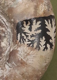 ammmolite