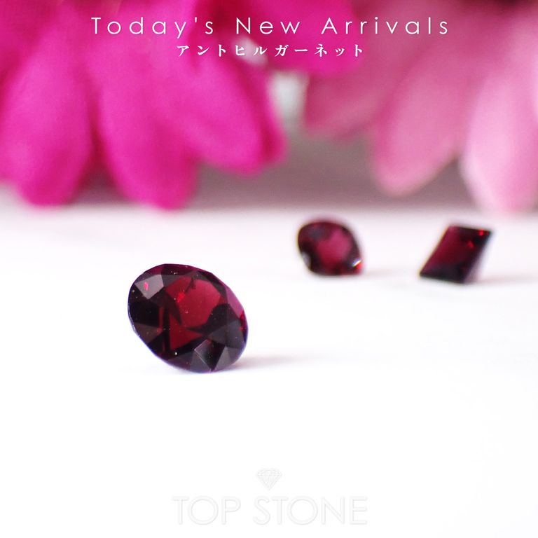 ’25 11月8日（土）新着 | アントヒルガーネット