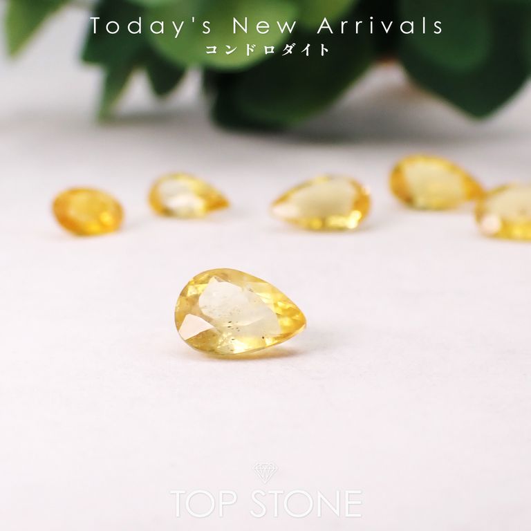 ’26 3月4日（水）新着 | コンドロダイト