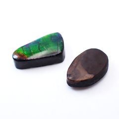 ammmolite