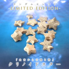 ◆ランダムセレクト-Limited edition-◆<先着40個>クリノイドスター ペア2pcsセット(宝石名クリノイドステム)アルメニア共和国産 0.11-0.15ct(2pcs合計) 識別済[240226378]3.5-4.5x3.5-4.5mm前後