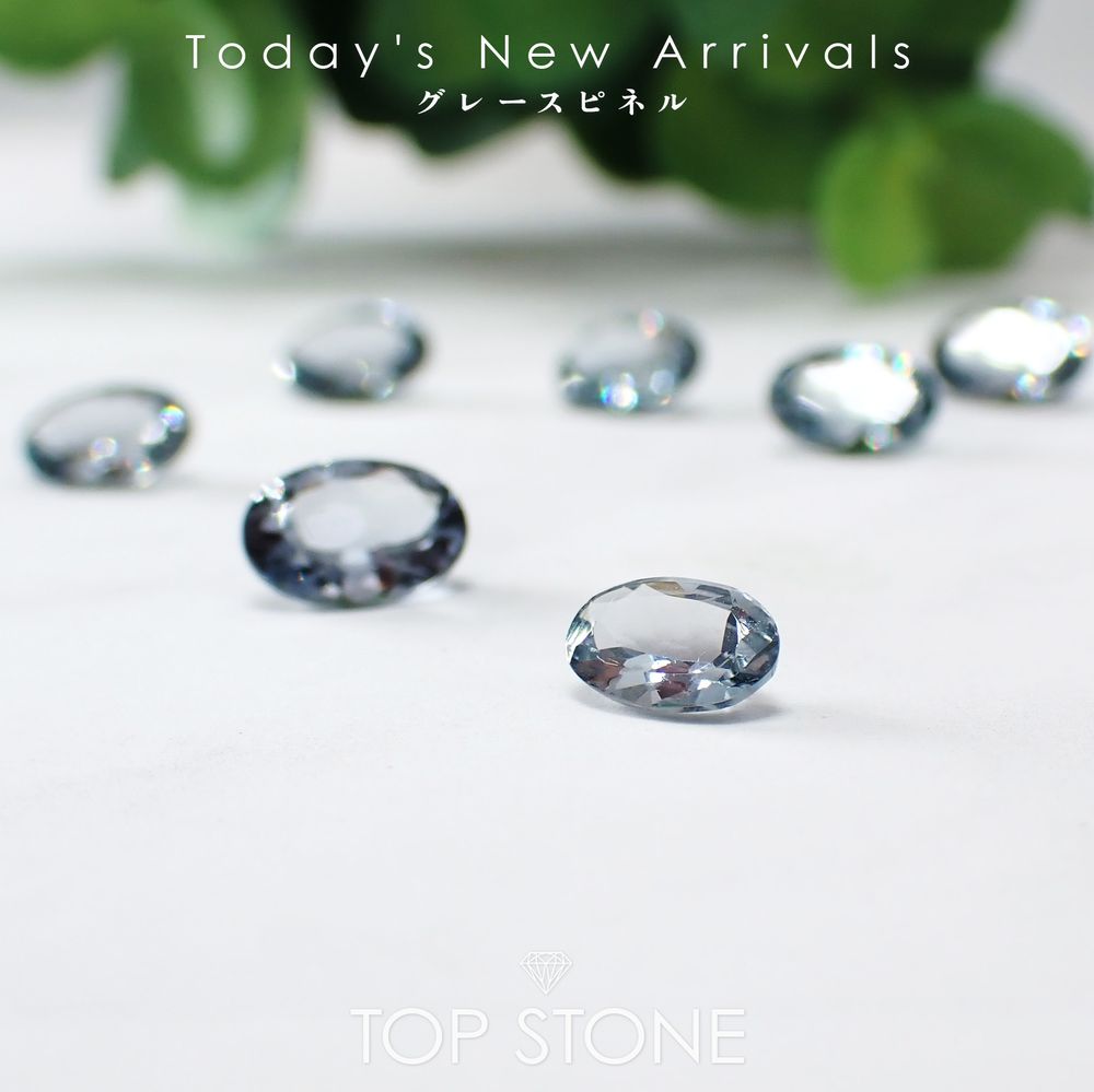 ’25 11月15日（土）新着 | グレースピネル